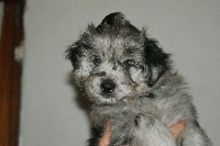 CHIOT male arlequin